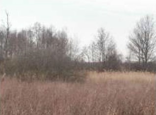 Syndyk sprzeda udział w 12 kopleksu działek - Klamy  -
mazowieckie Zdjęcie nr 10