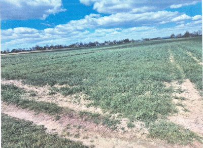 Syndyk sprzeda działkę rolną - Dominów  - lubelskie
