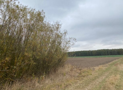 Syndyk sprzeda 12 udziału w działce - Parcewo  -
podlaskie Zdjęcie nr 4