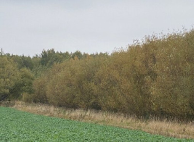Syndyk sprzeda 12 udziału w działce - Parcewo  -
podlaskie Zdjęcie nr 7