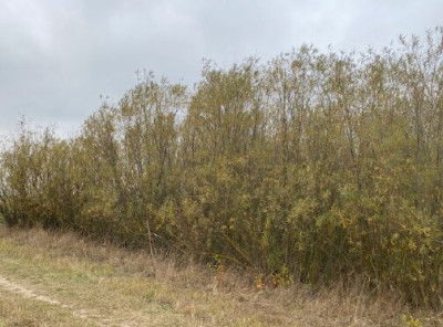 Syndyk sprzeda 12 udziału w działce - Parcewo  -
podlaskie Zdjęcie nr 8