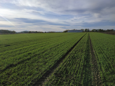 Syndyk sprzeda kompleks działek - Wierzbice  -
dolnośląskie Zdjęcie nr 11