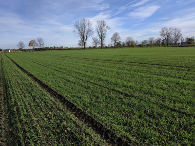 Syndyk sprzeda kompleks działek - Wierzbice  -
dolnośląskie Zdjęcie nr 12
