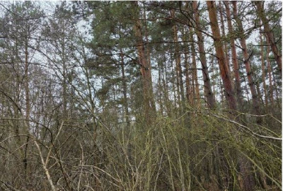 Syndyk sprzeda działkę leśną - Widzów  - śląskie