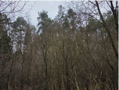 Syndyk sprzeda działkę leśną - Widzów  -
śląskie Zdjęcie nr 2