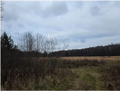 Syndyk sprzeda działkę leśną - Widzów  -
śląskie Zdjęcie nr 4
