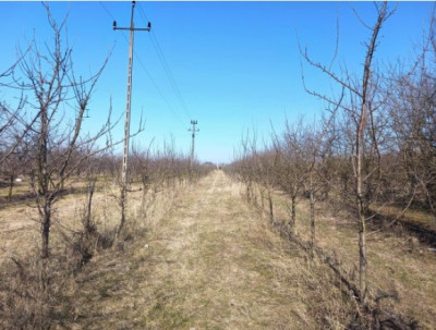 Syndyk sprzeda udział 12 w działce - Brzozowa  -
lubelskie Zdjęcie nr 2