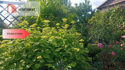 Okazja cudna działka  domek drewniany Jagodowo - powiat bydgoski  -
Kujawsko-Pomorskie Zdjęcie nr 4