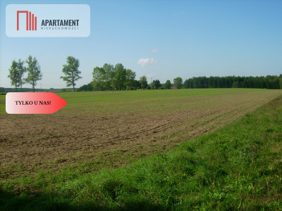 Atrakcyjna działka przy lesie - powiat sępoleński  -
Kujawsko-Pomorskie Zdjęcie nr 2