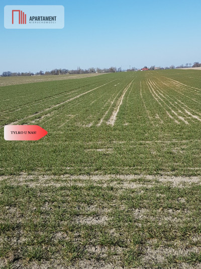 Tylko u Nas Działka w gm Dobrcz - powiat bydgoski  -
Kujawsko-Pomorskie Zdjęcie nr 2