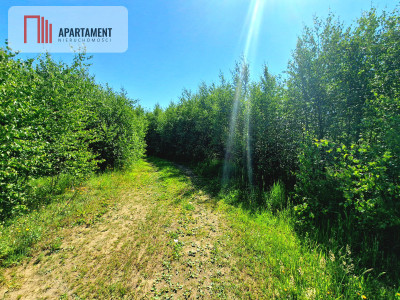 Tylko u Nas Działka wśród brzózek Piękne miejsce - powiat świecki  -
Kujawsko-Pomorskie Zdjęcie nr 5