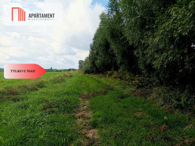 LAS z łąką ANIELINY SADKI 270mkw - Anieliny  -
Kujawsko-Pomorskie Zdjęcie nr 2