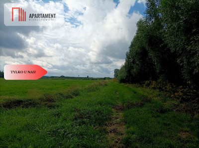 LAS z łąką ANIELINY SADKI 270mkw - Anieliny  -
Kujawsko-Pomorskie Zdjęcie nr 3