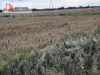 Okazja Ostatnia działka budowlana w niskiej cenie - Rogowo  -
Kujawsko-Pomorskie Zdjęcie nr 4