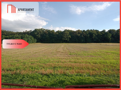 Działki pod lasem - Barcin-Wieś  - Kujawsko-Pomorskie