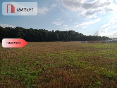 Działki pod lasem - Barcin-Wieś  -
Kujawsko-Pomorskie Zdjęcie nr 3