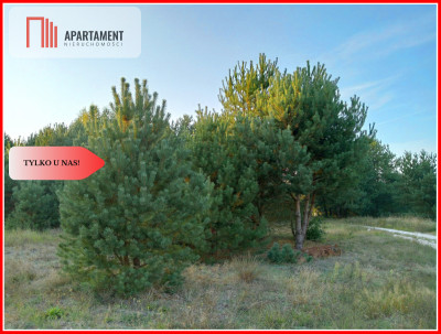 Bory Tucholskie  działka 1195 mkw pod budowę domu - Branica  -
Kujawsko-Pomorskie Zdjęcie nr 3