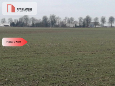 TYLKO U NAS-ATRAKCYJNE DZIAŁKI - Żygląd  -
Kujawsko-Pomorskie Zdjęcie nr 3