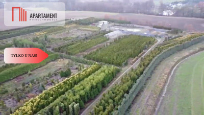 Duża działka 173 haszkółka drzew iglastych - Kopaszyn  - Dolnośląskie