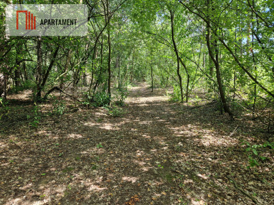 Działki blisko jeziora i plaży - Borzątew  -
Wielkopolskie Zdjęcie nr 4