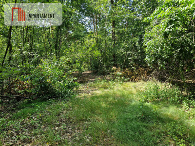 Działki blisko jeziora i plaży - Borzątew  -
Wielkopolskie Zdjęcie nr 5