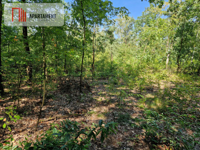 Działki blisko jeziora i plaży - Borzątew  -
Wielkopolskie Zdjęcie nr 6