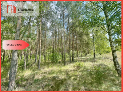 Działka w środku lasu - Strzelczyki  -
Wielkopolskie Zdjęcie nr 2