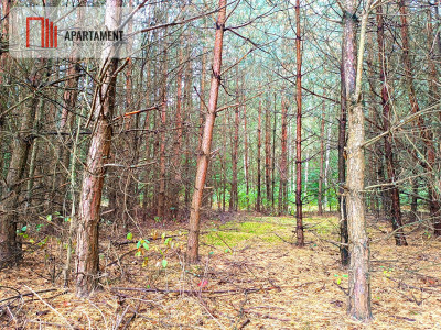 Zadrzewiona działka rolna w okolicy jeziora - powiat świecki  -
Kujawsko-Pomorskie Zdjęcie nr 12