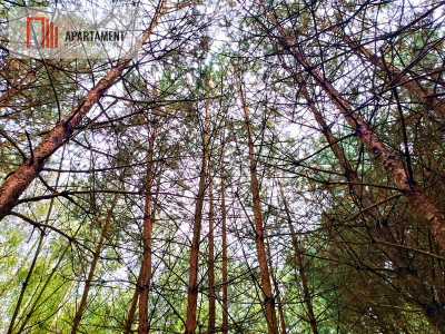 Zadrzewiona działka rolna w okolicy jeziora - powiat świecki  -
Kujawsko-Pomorskie Zdjęcie nr 7