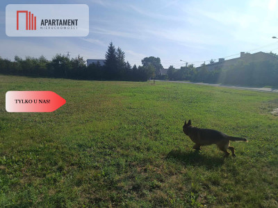 Tylko u Nas  Piękna i cicha działka - Gołoty  -
Kujawsko-Pomorskie Zdjęcie nr 2