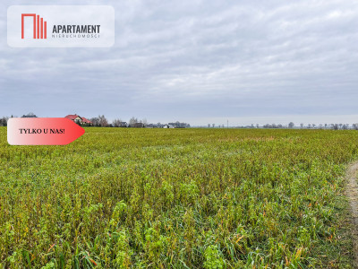 Tylko u nas Działka budowlana-055 ha-jezioro - Łubianka  -
Kujawsko-Pomorskie Zdjęcie nr 5