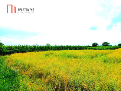 SZCZUTKI-MORZEWIEC 862m2  LAS CISZA SPOKÓJ - Szczutki  -
Kujawsko-Pomorskie Zdjęcie nr 2