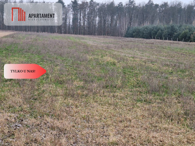 Działka budowlana ze ścianą lasu - Rogowo  -
Kujawsko-Pomorskie Zdjęcie nr 5