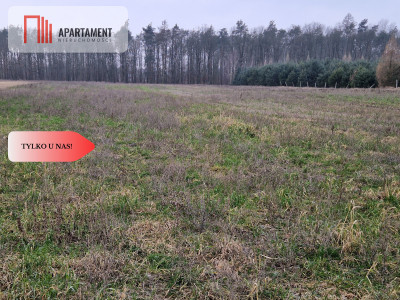 Działka budowlana ze ścianą lasu - Rogowo  -
Kujawsko-Pomorskie Zdjęcie nr 7
