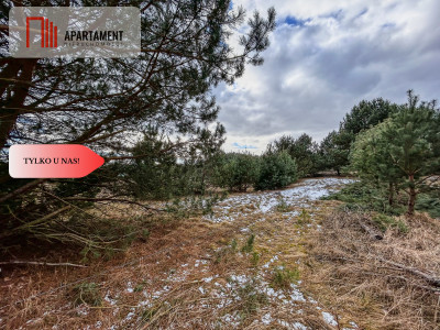 Tylko u nas Działka-Krąplewice-las-3229m2 - Krąplewice  -
Kujawsko-Pomorskie Zdjęcie nr 7