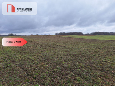 Działka Rolna Rogów Wołowskigm Wińsko - Rogów Wołowski  - Dolnośląskie