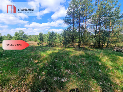 Działka w Szkocji Głusza Las Rzeka - Szkocja  -
Kujawsko-Pomorskie Zdjęcie nr 6