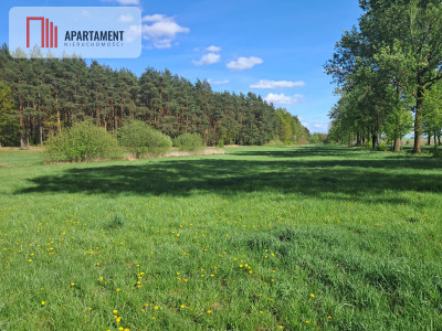 Dwie działki rolne  22 ha Górzna - Górzna  -
Wielkopolskie Zdjęcie nr 3