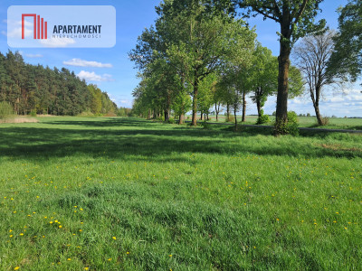 Dwie działki rolne  22 ha Górzna - Górzna  -
Wielkopolskie Zdjęcie nr 4