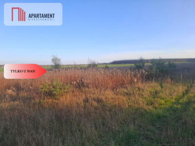 TYLKO U NAS  ATRAKCYJNA DZIALKA WSRÓD LASU - Borówno  -
Kujawsko-Pomorskie Zdjęcie nr 5