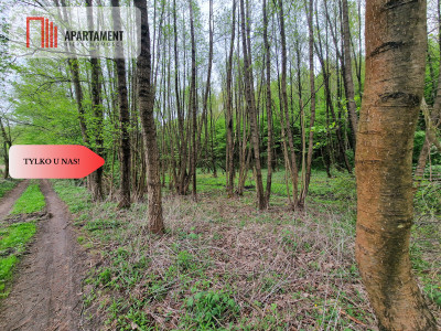 Gospodarstwo w głuszy Las Rzeka - Tomkowo  -
Kujawsko-Pomorskie Zdjęcie nr 2