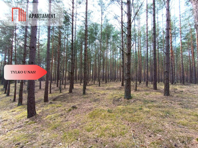Tylko u nas Las z brzozami sosnami i stawem - Czarne  -
Pomorskie Zdjęcie nr 2
