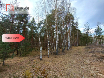 Tylko u nas Las z brzozami sosnami i stawem - Czarne  -
Pomorskie Zdjęcie nr 3