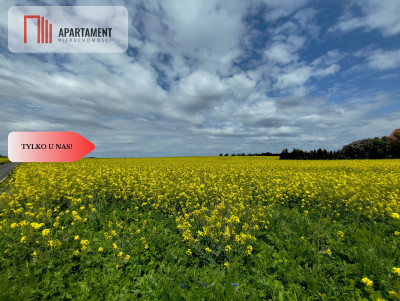 Tylko u Nas Działka budowlana w super cenie - Buszkowo  -
Kujawsko-Pomorskie Zdjęcie nr 6