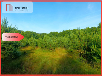 Działka w spokojnej okolicy przy lesie i rzece - Łozy  - Lubuskie