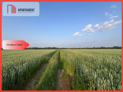 PIĘKNE Działki Budowlane pod Bolesławcem Kruszyn - Kruszyn  - Dolnośląskie