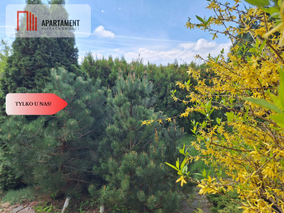 działka rekreacyjna Tryszczyn lasy jezioro - Tryszczyn  -
Kujawsko-Pomorskie Zdjęcie nr 5