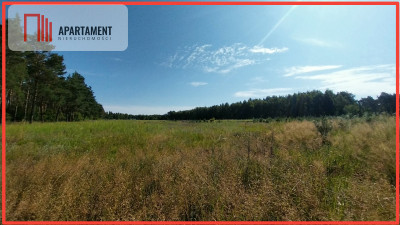 Działka w lesie - Sipiory  - Kujawsko-Pomorskie