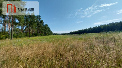 Działka w lesie - Sipiory  -
Kujawsko-Pomorskie Zdjęcie nr 3