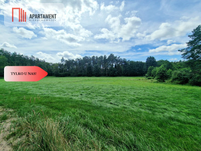 Polany w lesie Bory Tucholskie Głusza - powiat świecki  -
Kujawsko-Pomorskie Zdjęcie nr 10